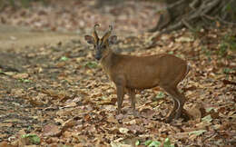 Image of Barking Deer