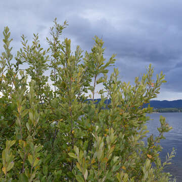 Imagem de Salix triandra L.