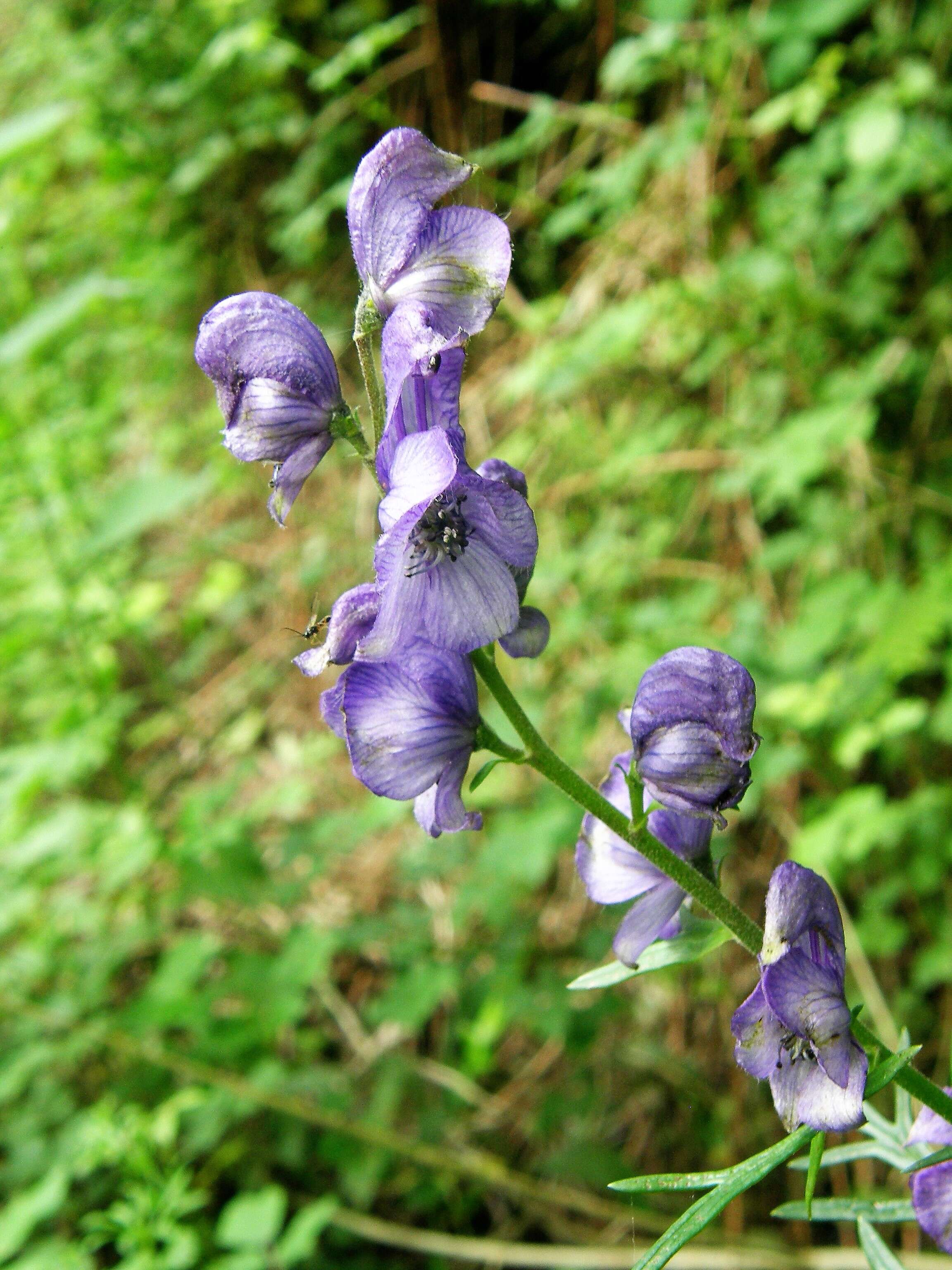 Слика од Aconitum napellus L.