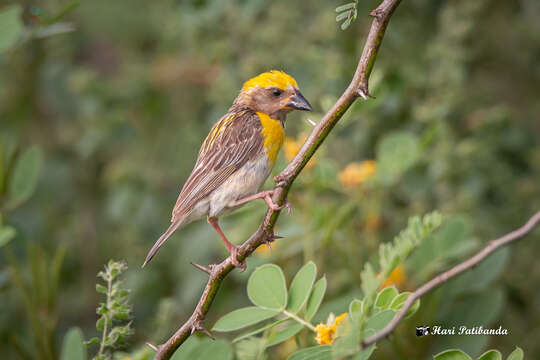 Image of Baya Weaver