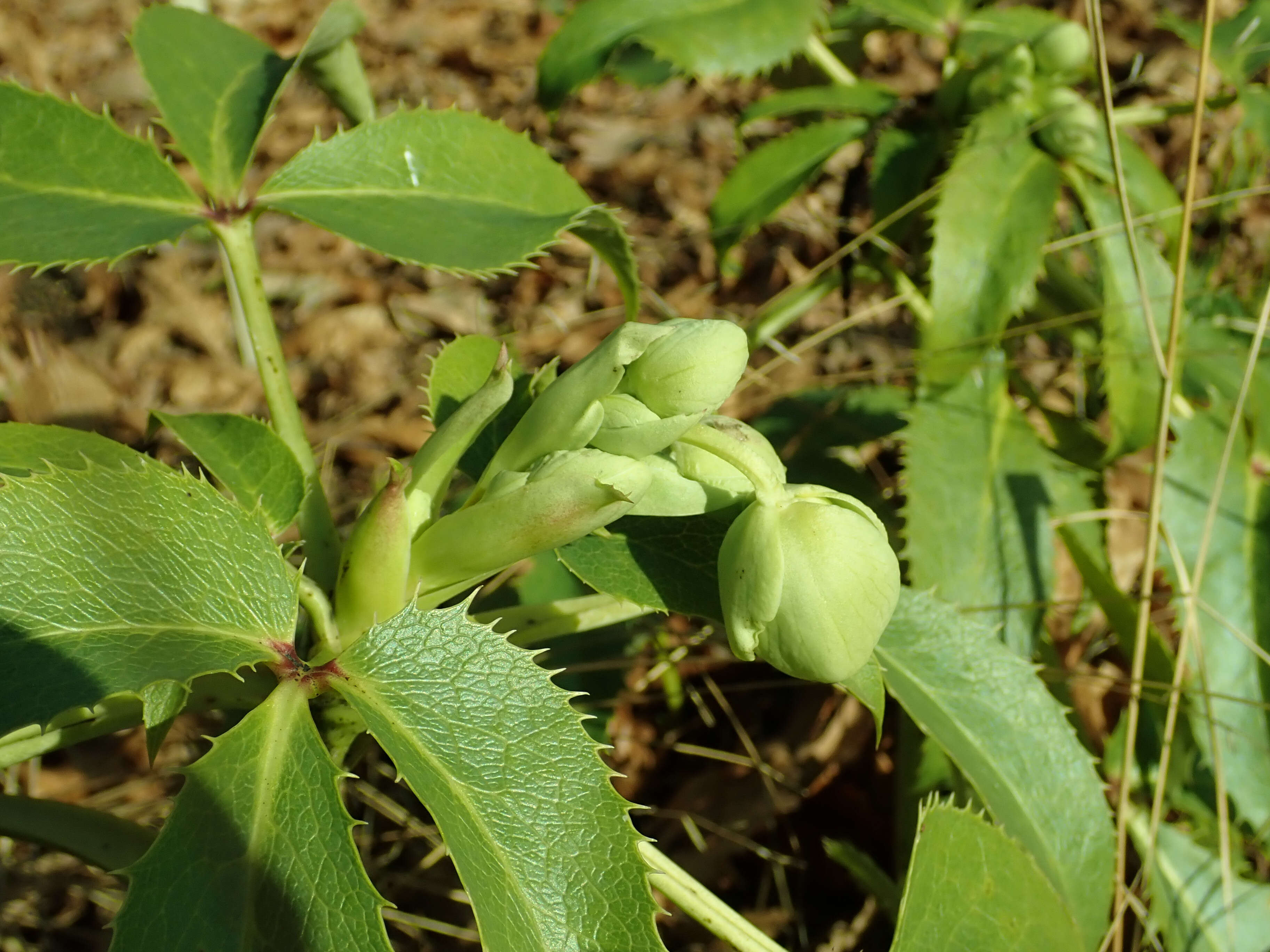 Image of Corsican hellebore