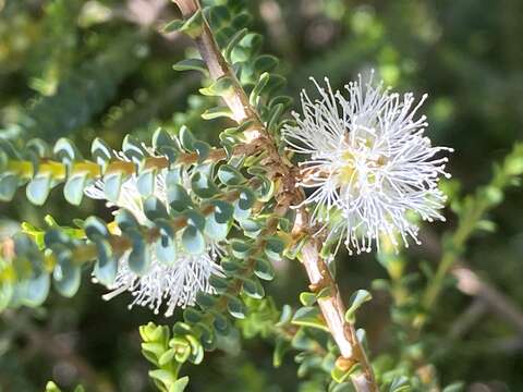 Image of Melaleuca gibbosa Labill.