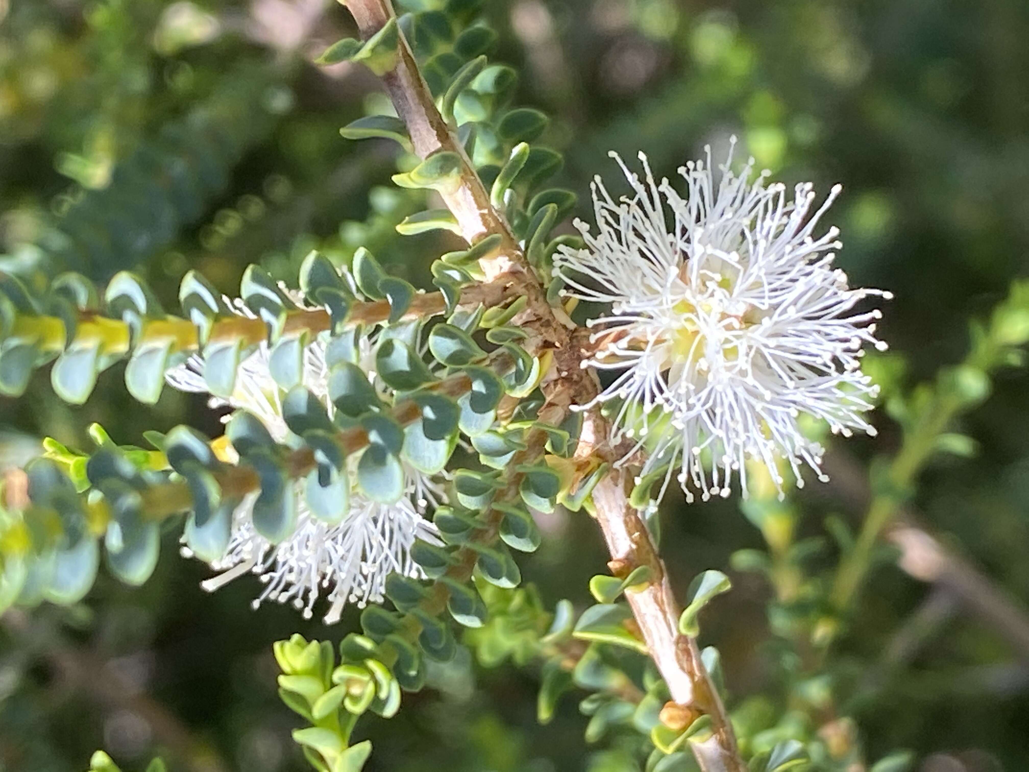 Image of Melaleuca gibbosa Labill.