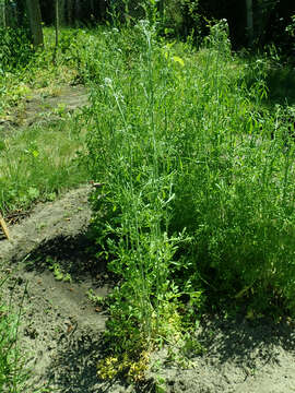 Image of gardencress pepperweed