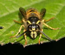 Image of Norwegian Wasp