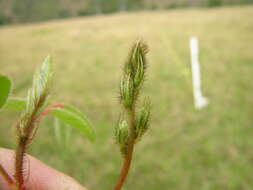 Sivun Indigofera hirsuta L. kuva