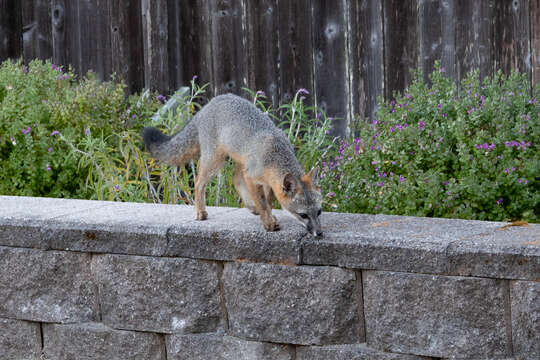 Image of Grey Foxes