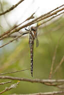 Image of Migrant Hawker