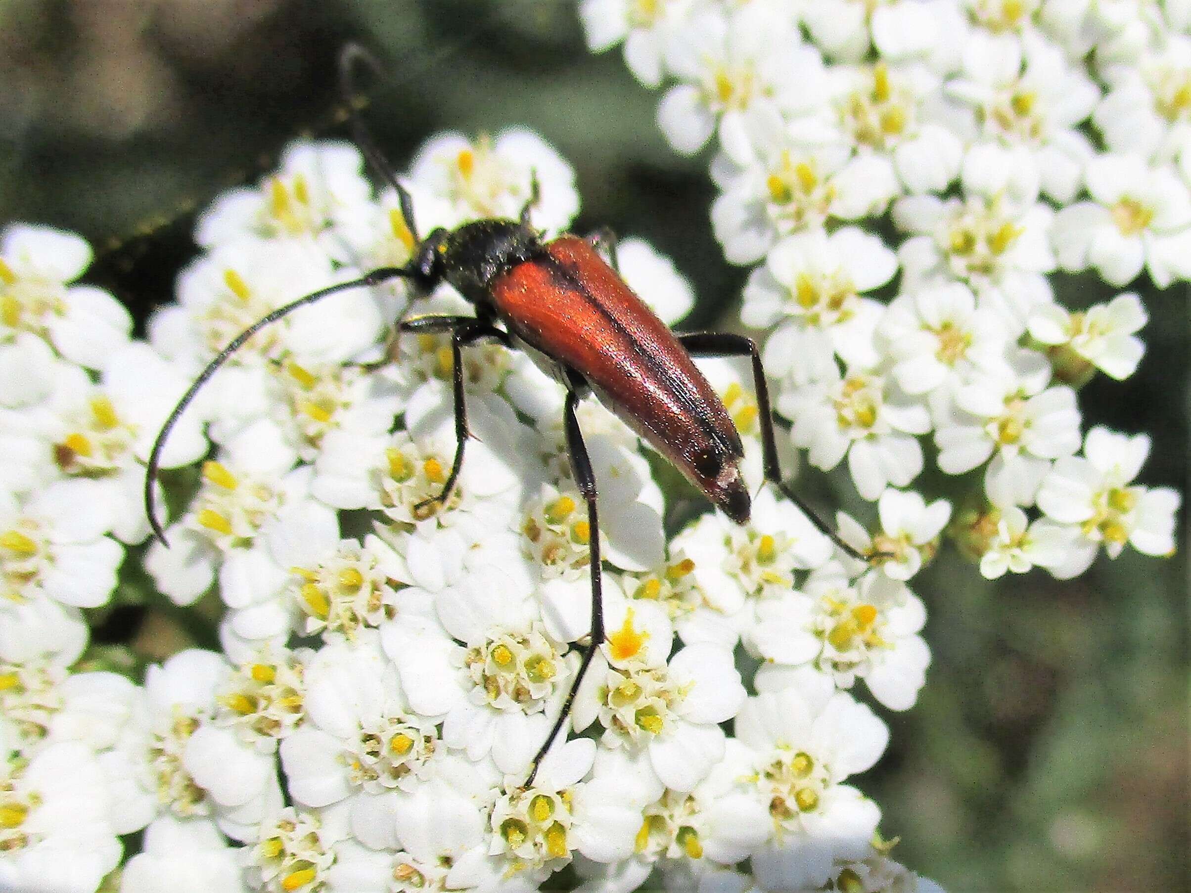 Image of Stenurella (Priscostenurella) bifasciata (Müller 1776)