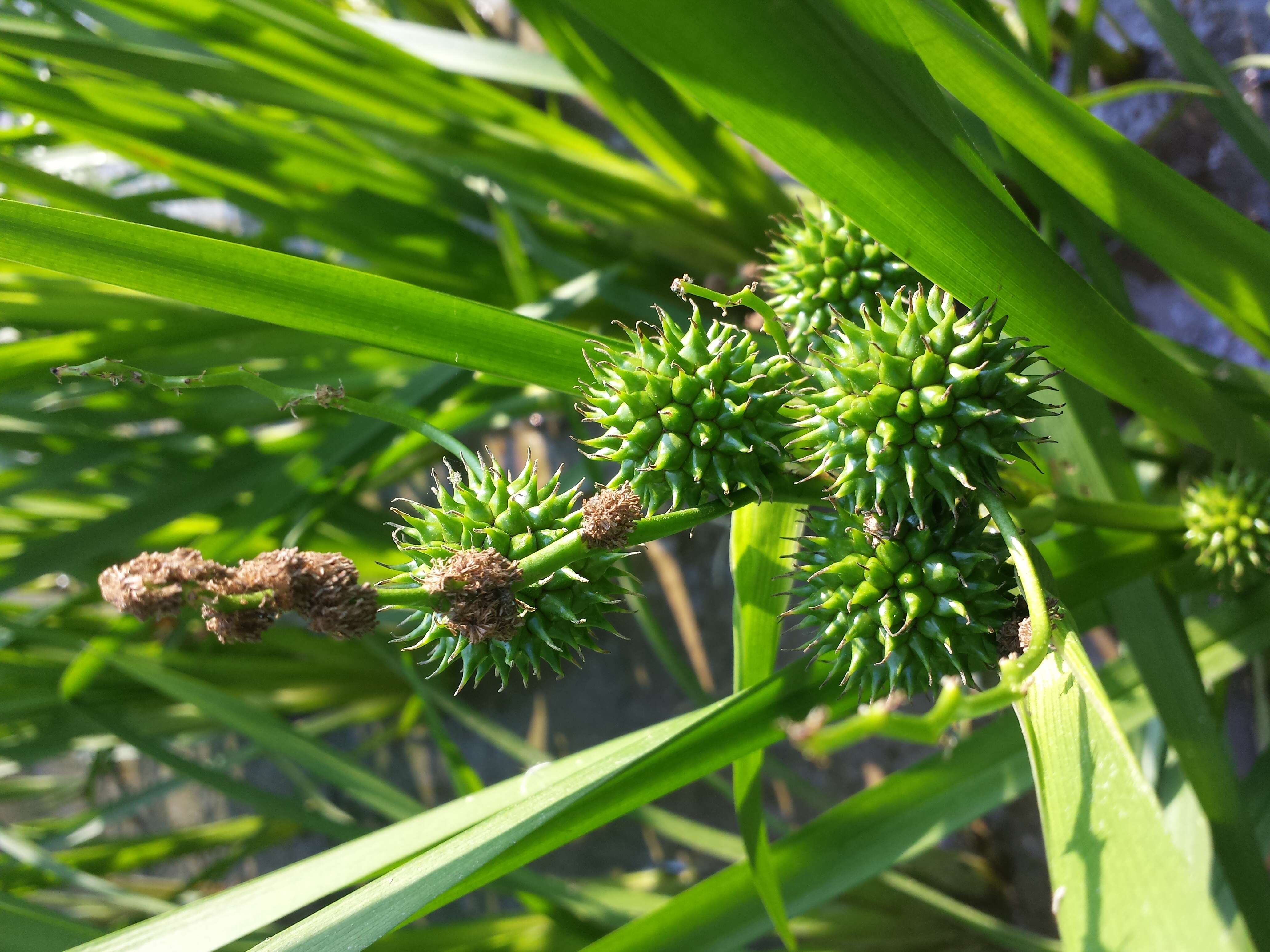 Image of Branched Bur-reed