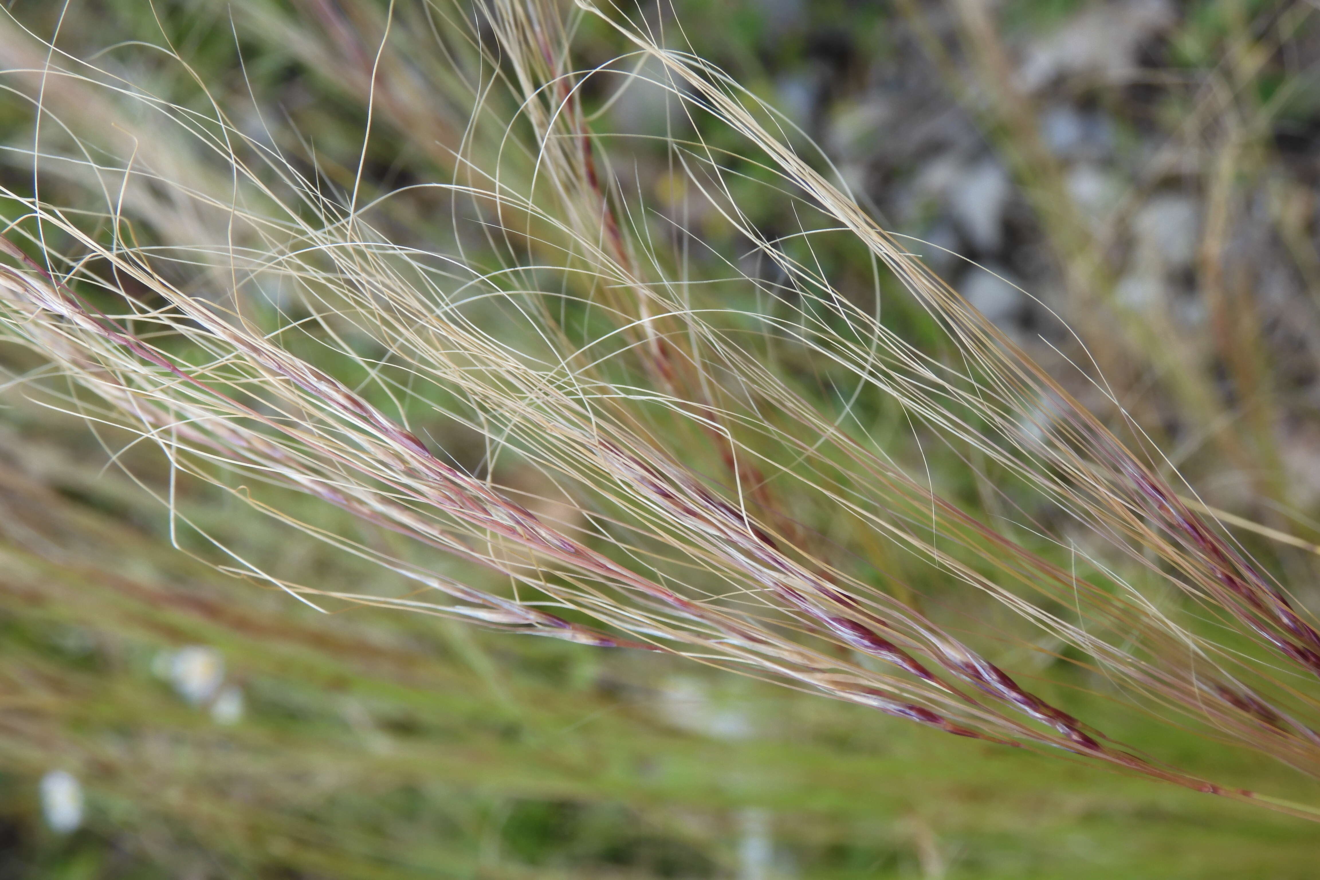 Image de Nassella tenuissima (Trin.) Barkworth