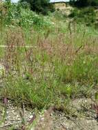 Image of creeping bentgrass