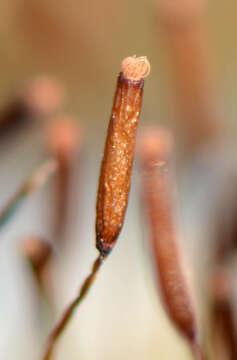 Image of tortula moss