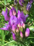 Image of Astragalus danicus Retz.