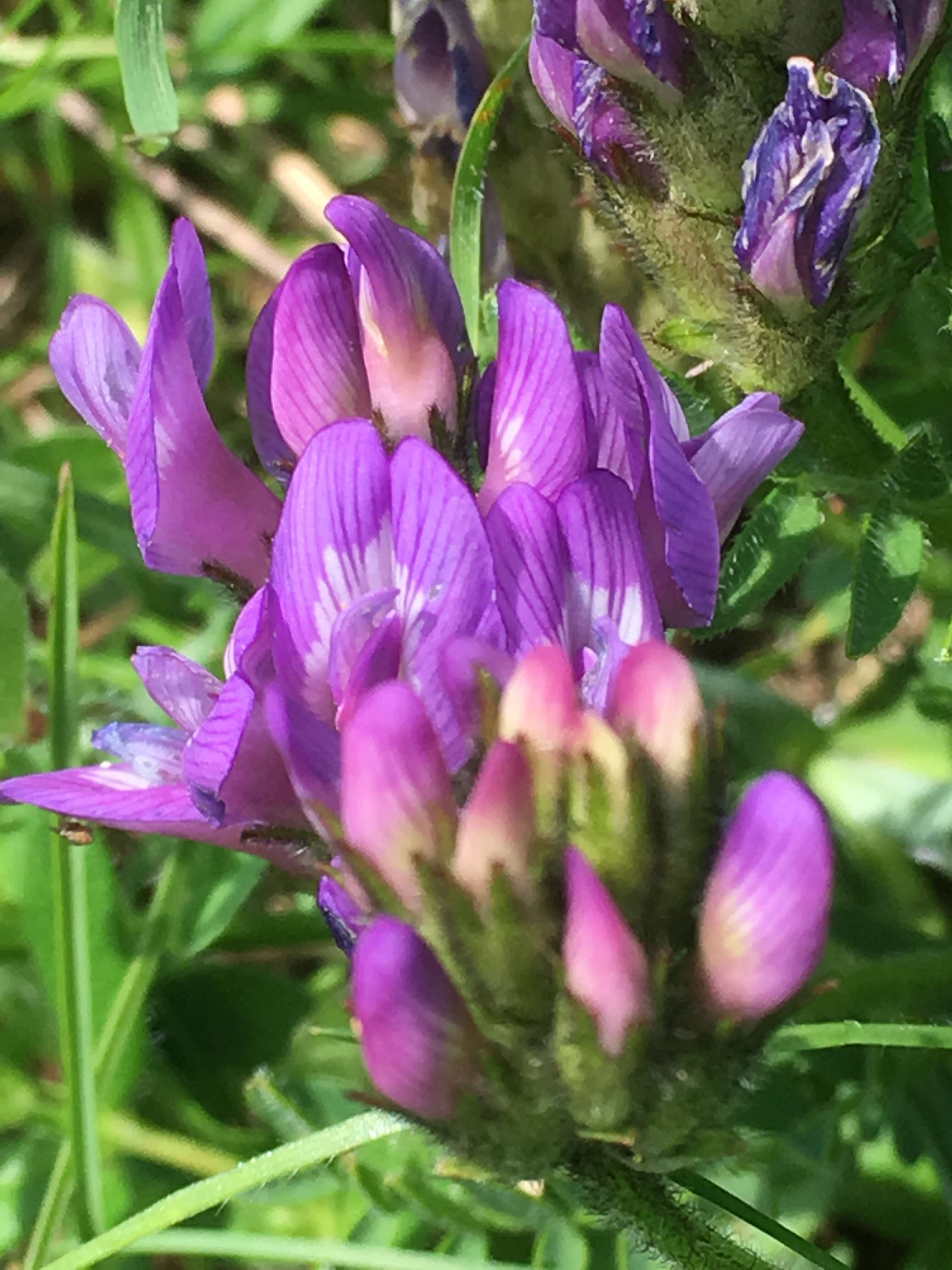 Image of Astragalus danicus Retz.