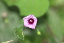 Plancia ëd Ipomoea triloba L.