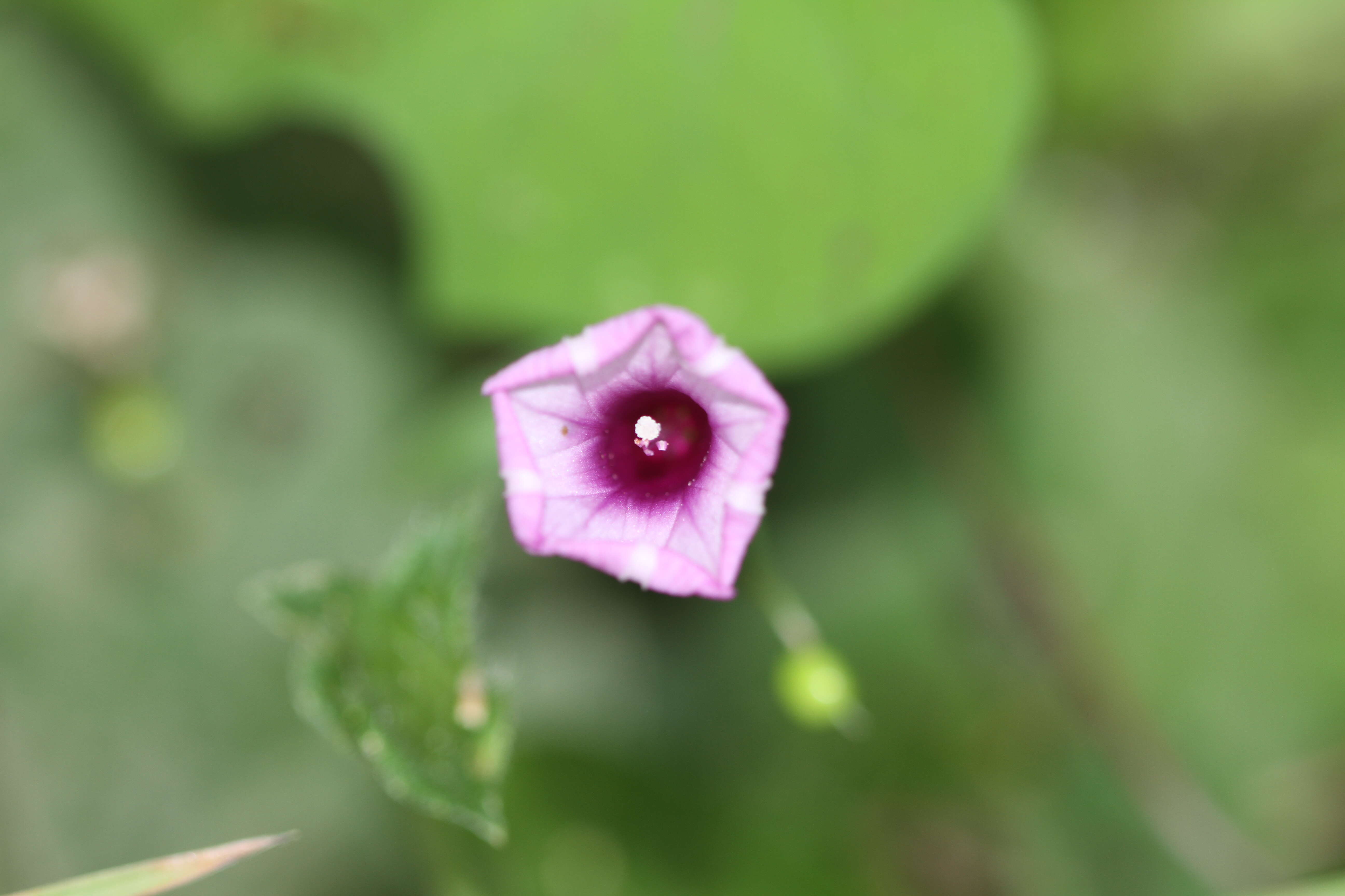 Plancia ëd Ipomoea triloba L.