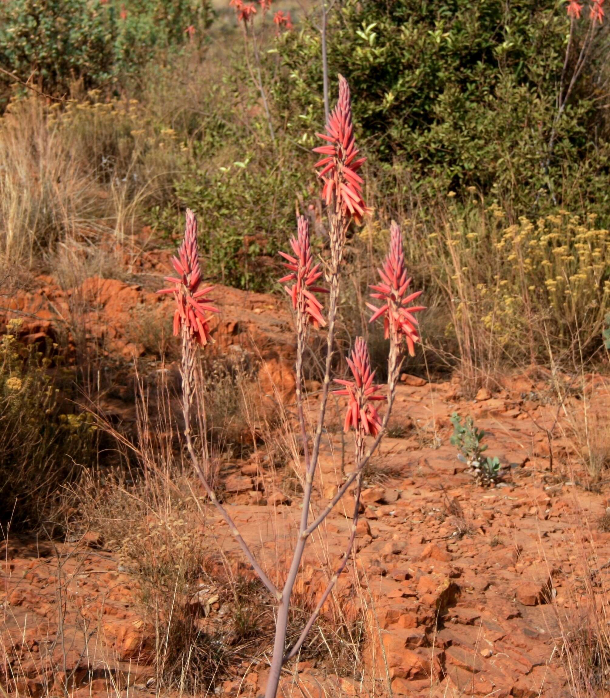 Image of Pretoria aloe