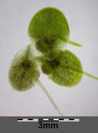 Image of turion duckweed