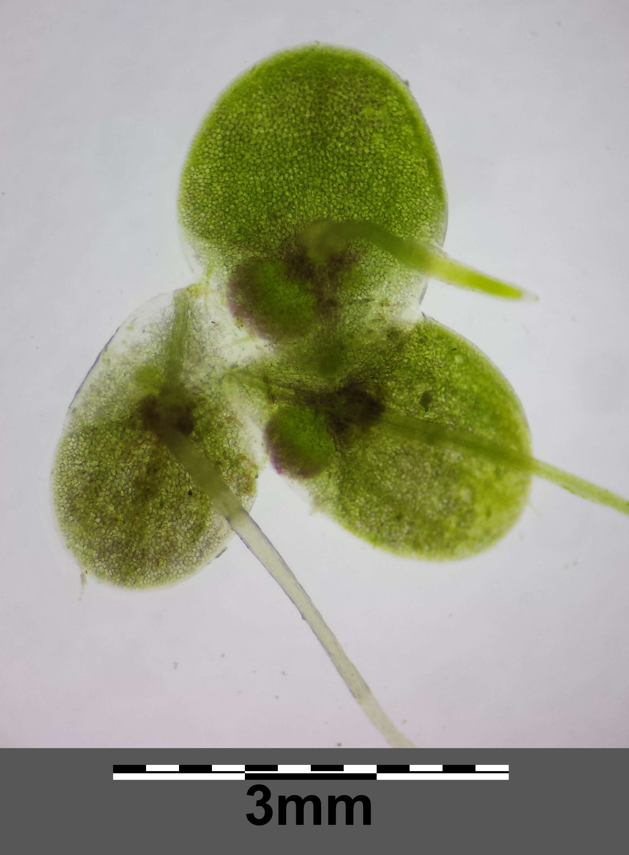 Image of turion duckweed