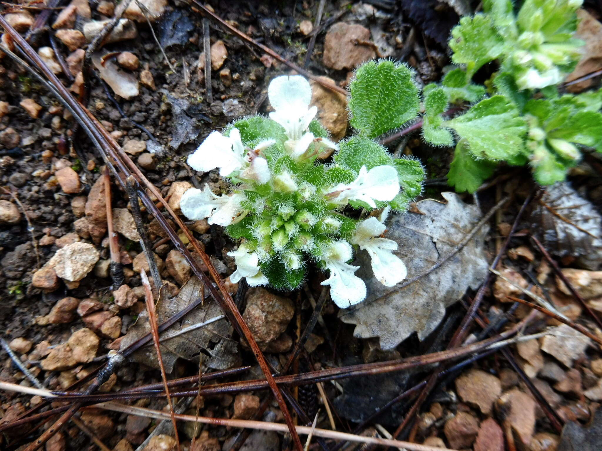 Слика од Teucrium pyrenaicum L.
