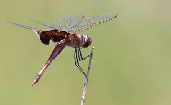 Image of Carolina Saddlebags