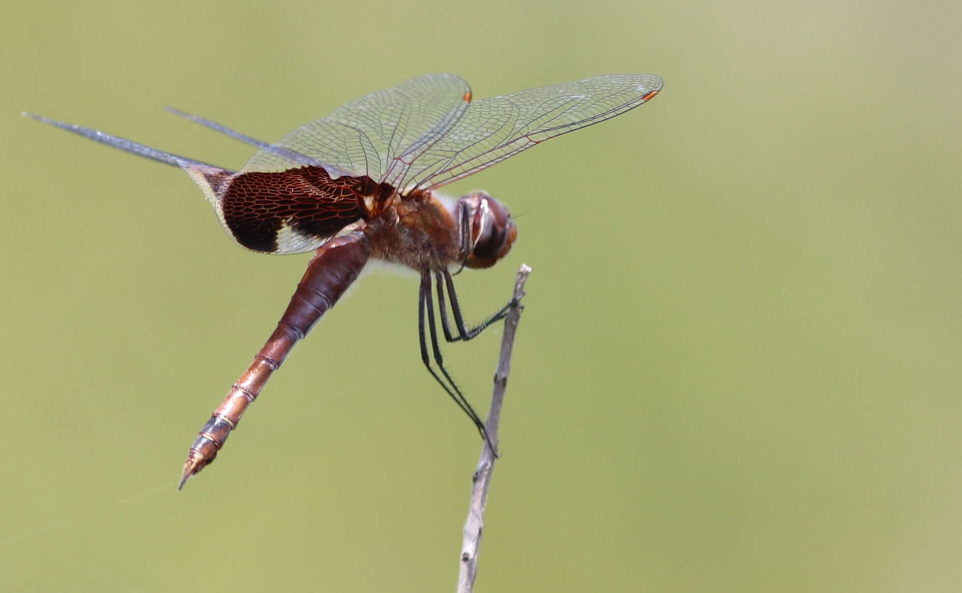 Image of Carolina Saddlebags