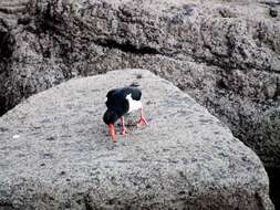 Image of oystercatcher, eurasian oystercatcher