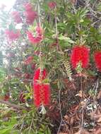 صورة Callistemon citrinus (Curtis) Skeels