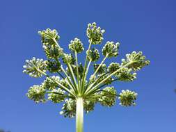 Image of little-leaf angelica