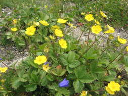 Image de Potentille à grandes fleurs