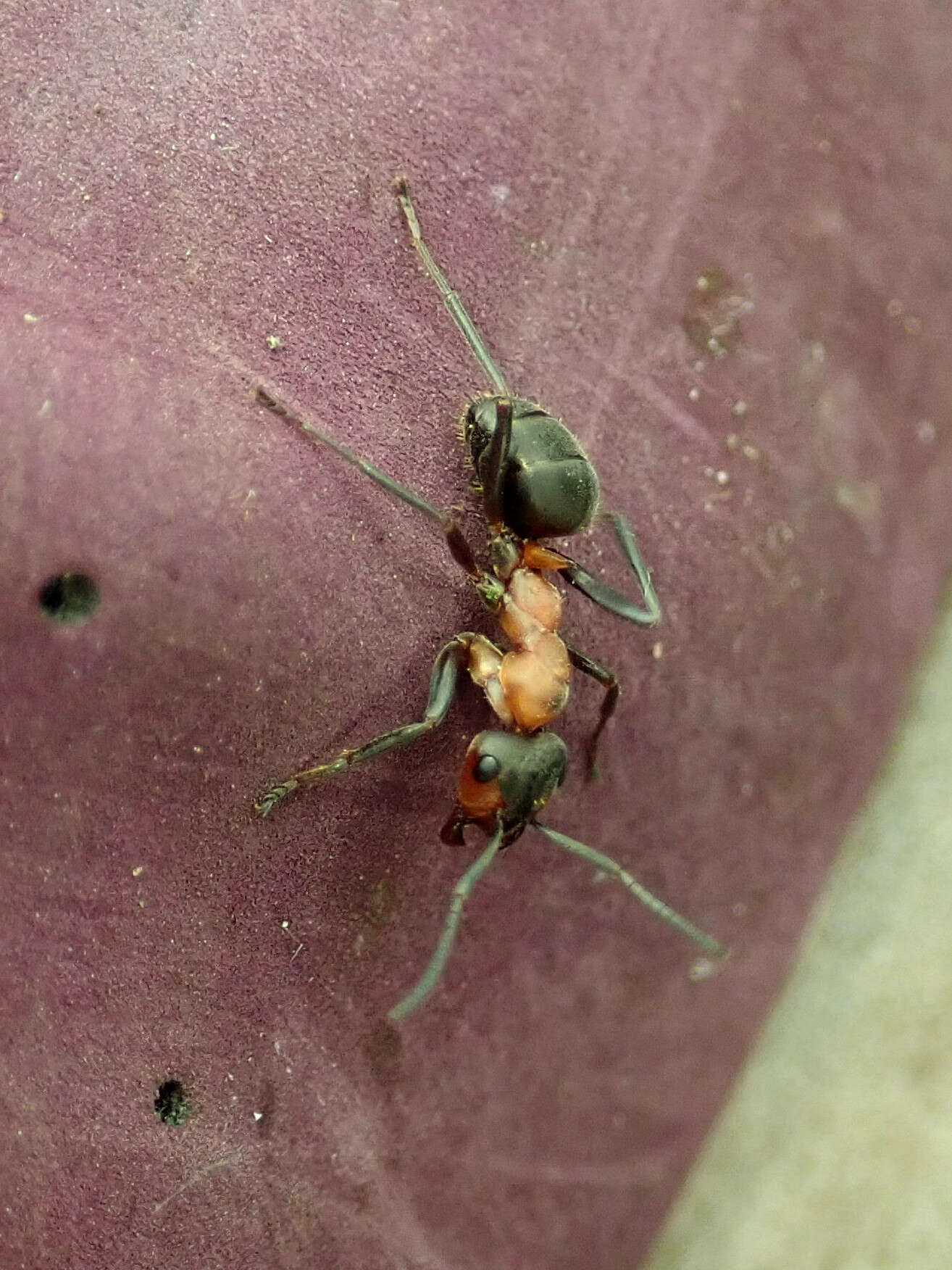 Слика од Formica rufa Linnaeus 1761