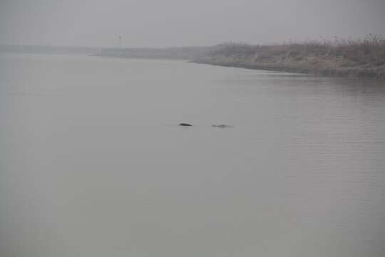 Image of Finless Porpoise