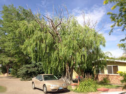 Image of Peking Willow