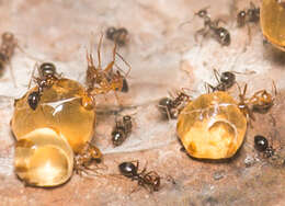 Image of Myrmecocystus mimicus Wheeler 1908