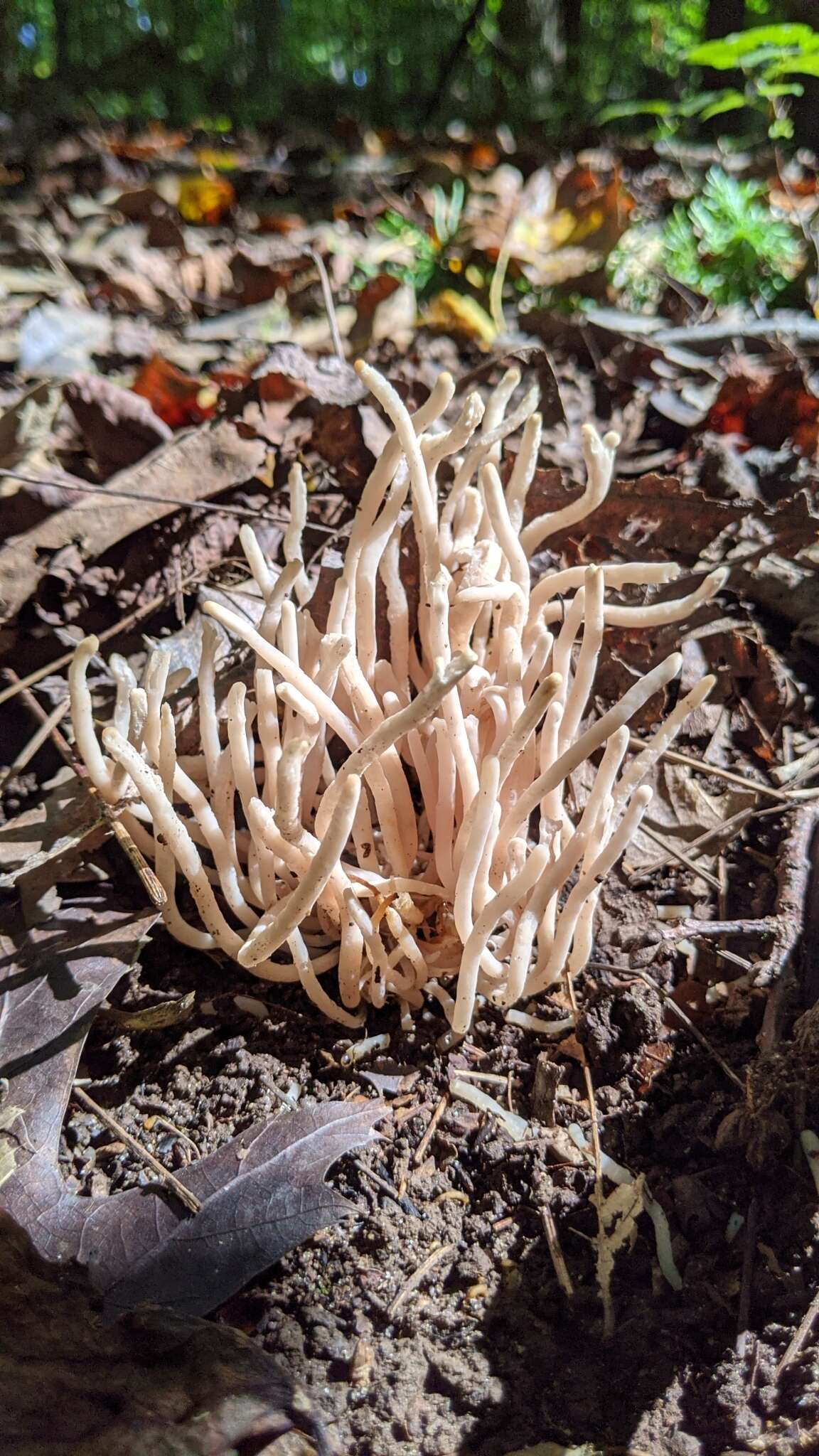 Image of Clavaria fumosa Pers. 1796