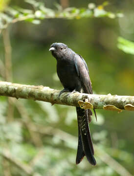 Image of Fork-tailed Drongo-Cuckoo