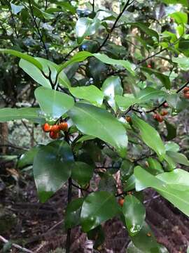 Image of Pseudowintera axillaris (J. R. & G. Forst.) Dandy