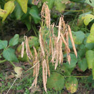 Image of adzuki bean