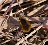 Image of Large bee-fly