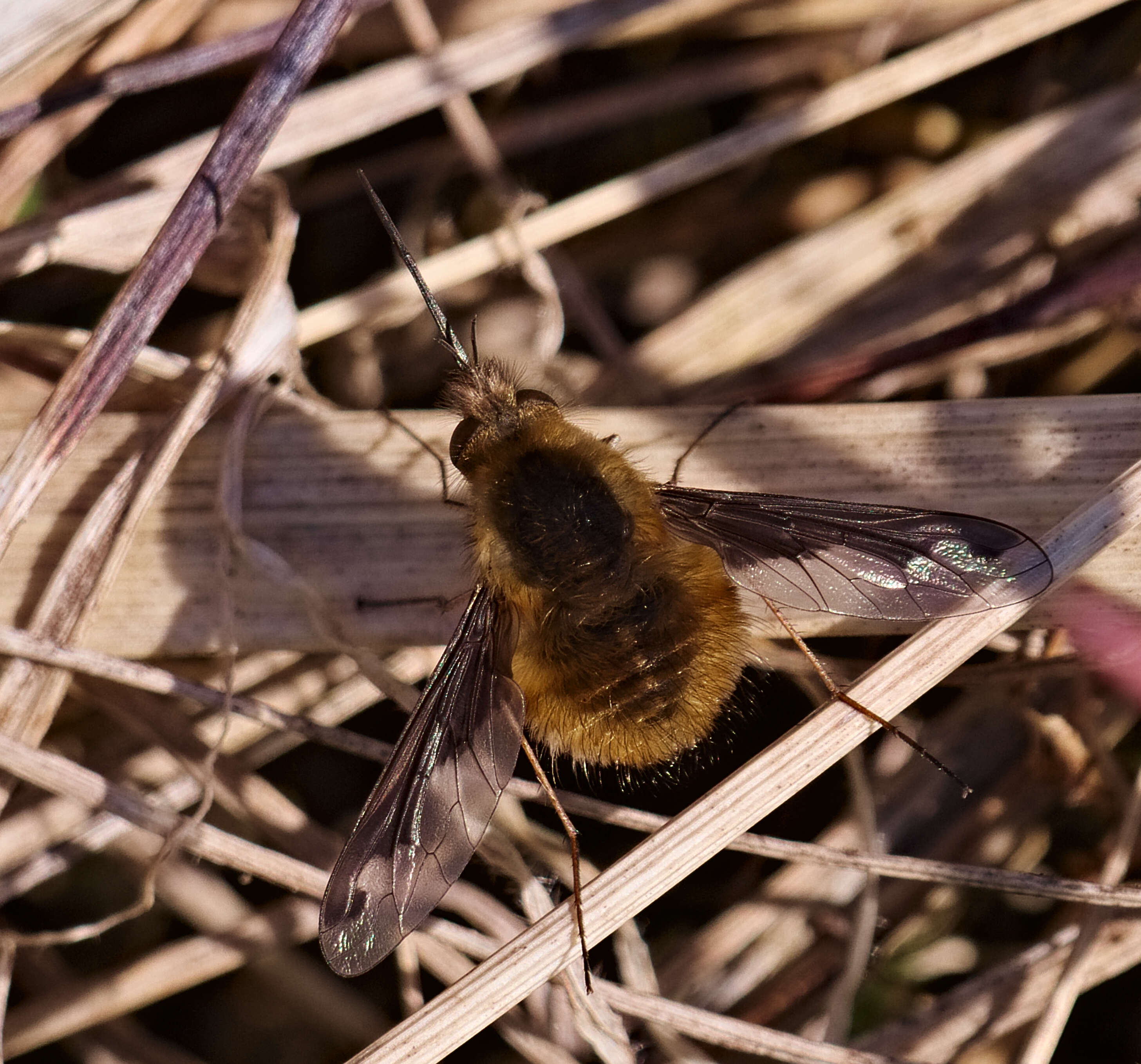 Image of Large bee-fly