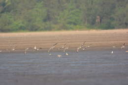 Image of Great Knot