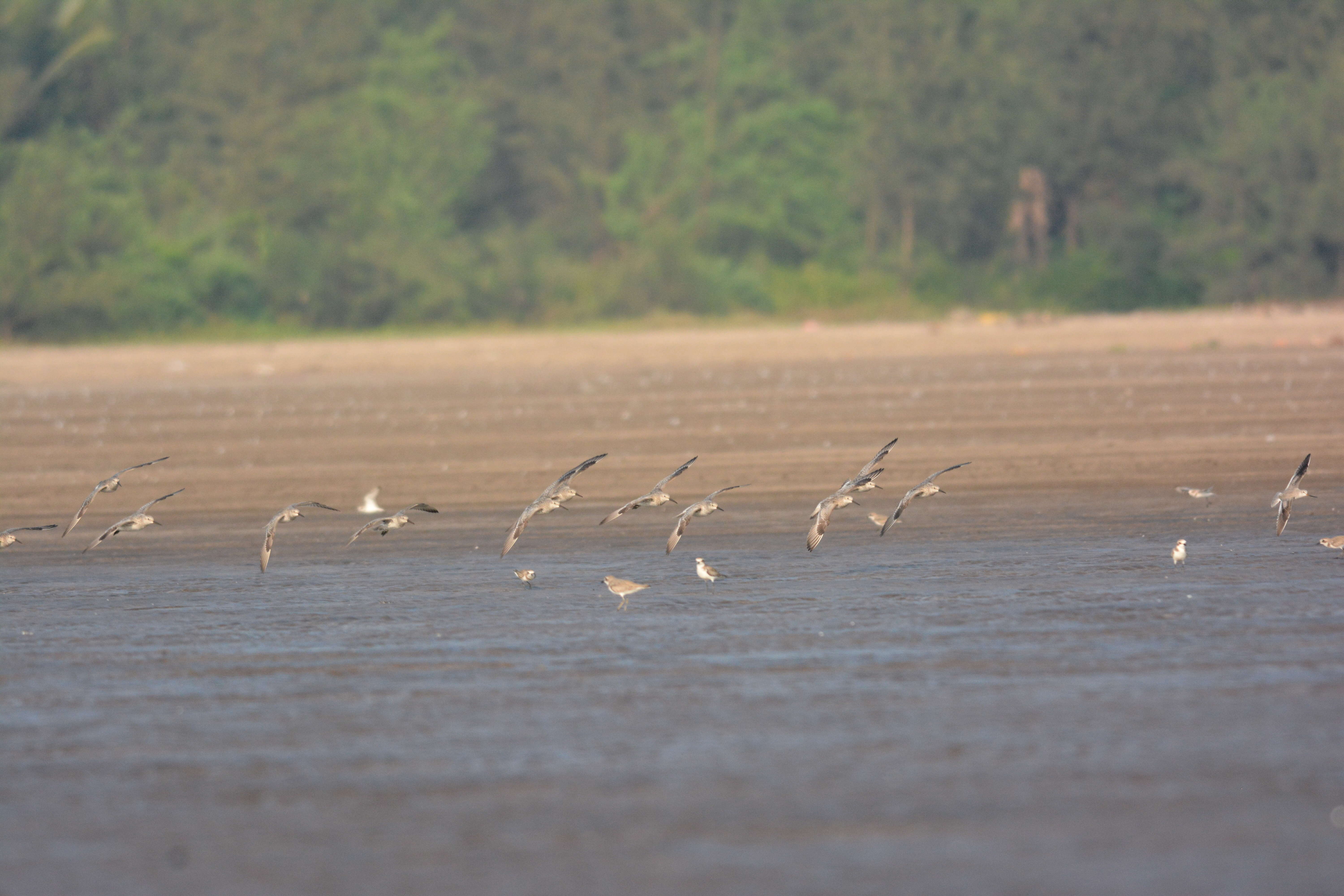 Image of Great Knot