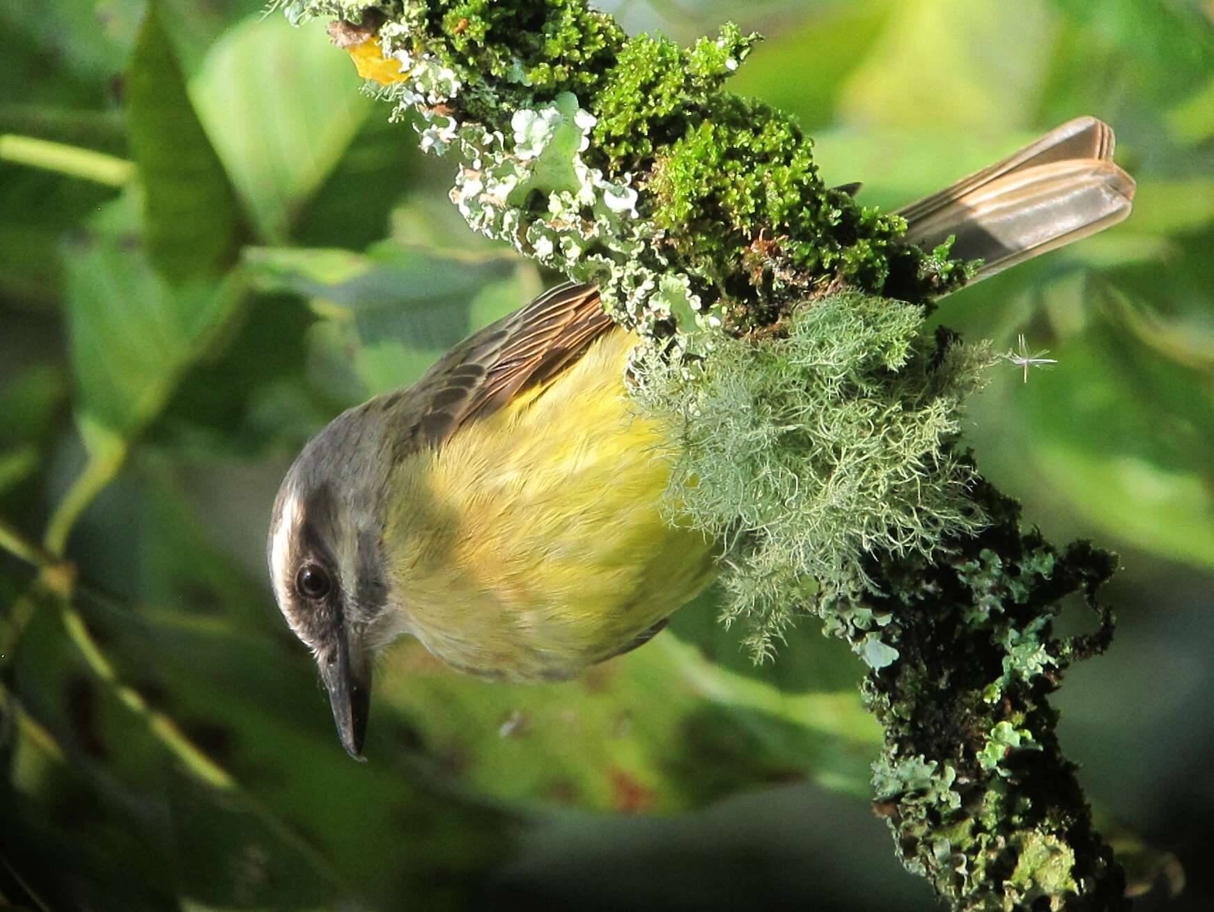 Image of Golden-crowned Flycatcher