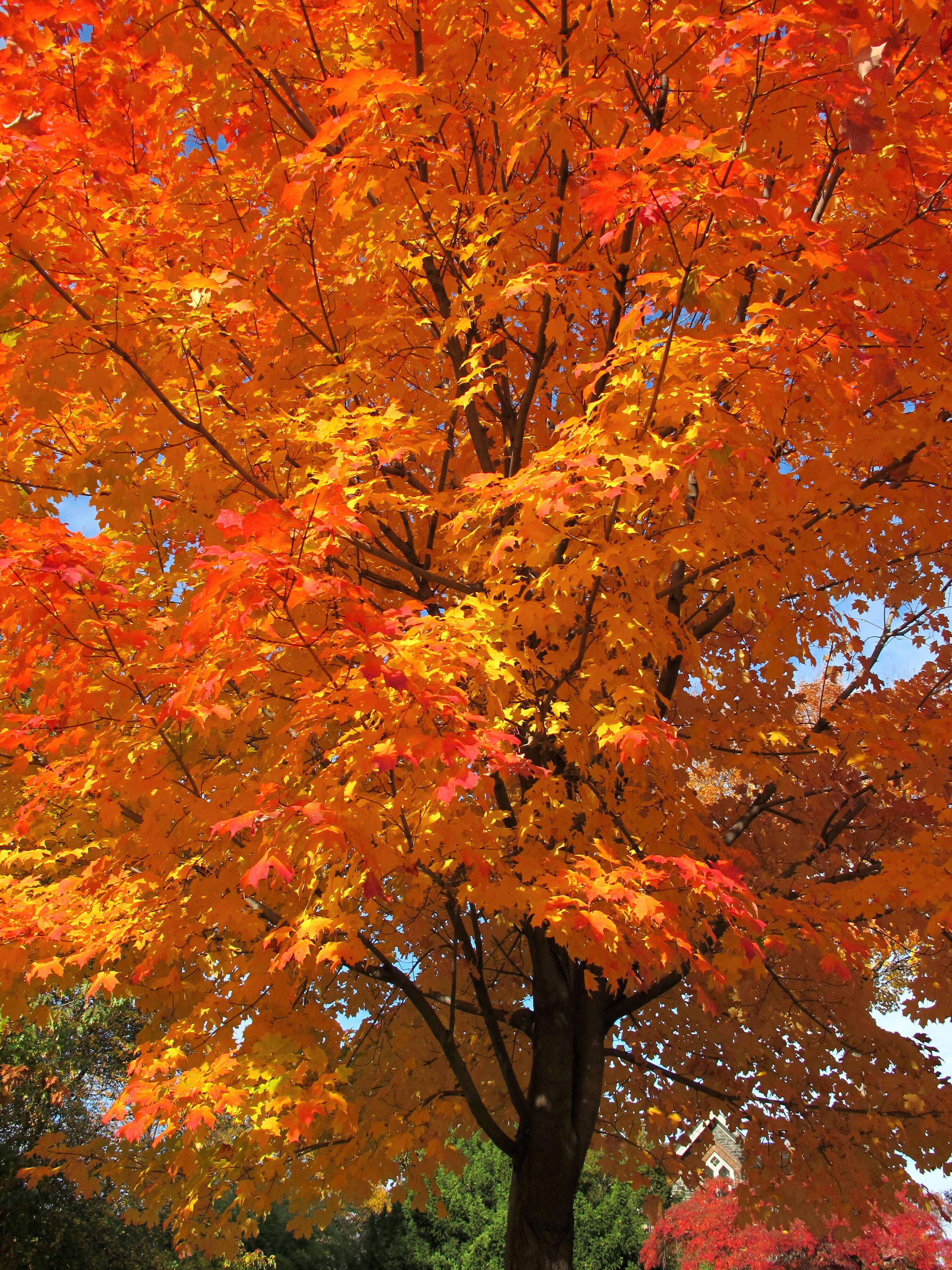 Image of sugar maple