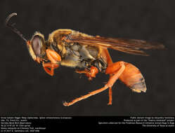 Image of Great Golden Digger Wasp
