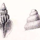 Image of Pleurotomella marshalli (Sykes 1906)