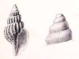 Plancia ëd Pleurotomella marshalli (Sykes 1906)