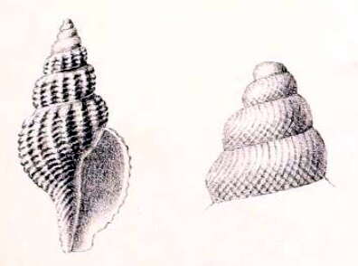 Plancia ëd Pleurotomella marshalli (Sykes 1906)