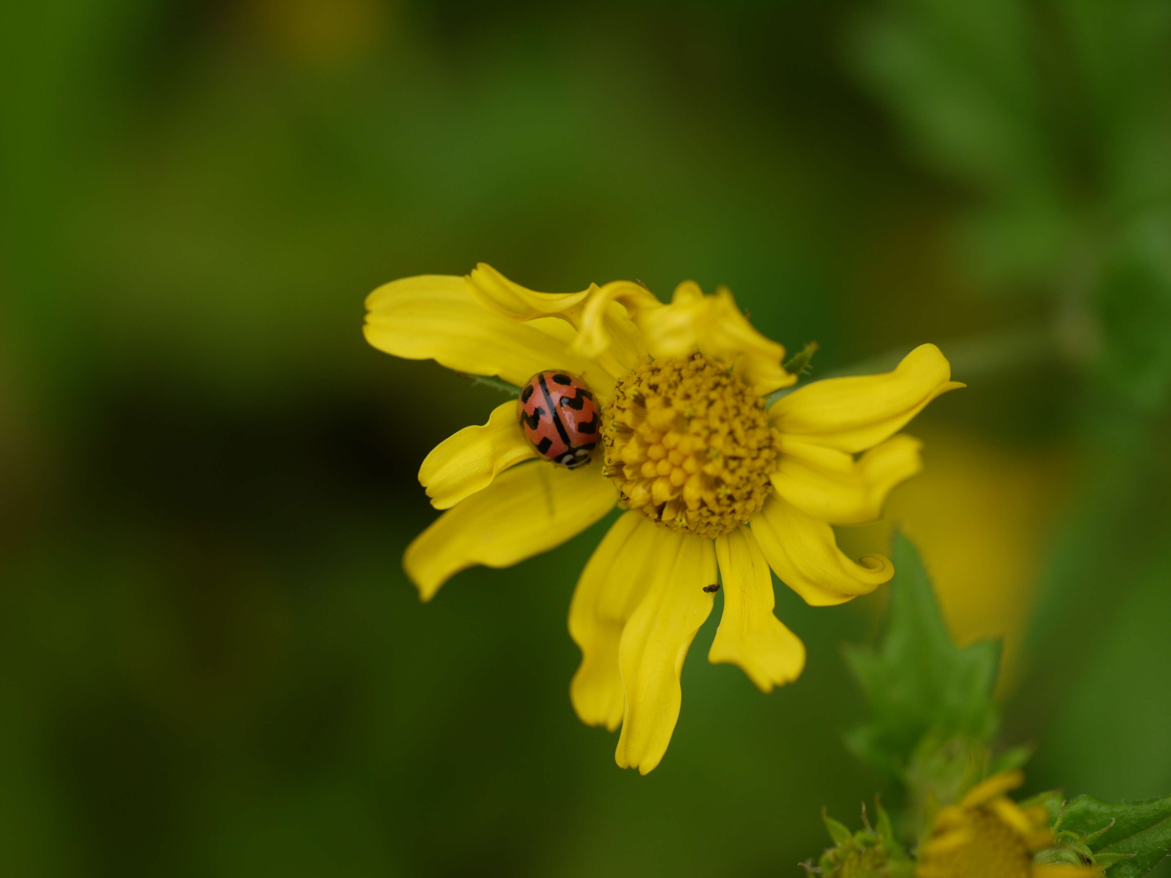 Sivun Cheilomenes sexmaculata (Fabricius 1781) kuva